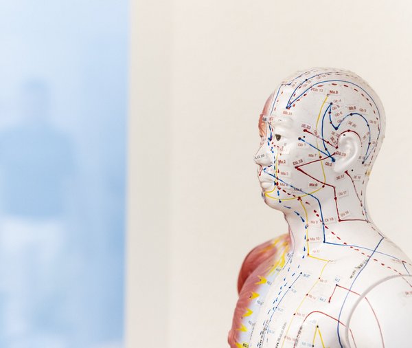 Ein Modell der Nervenbahnen des Menschen